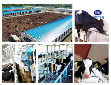 養好牛，產好奶 完達山乳業以品質為先，守護國人健康未來